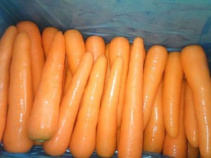 Свежая морковь от компании "ЦинВэй"