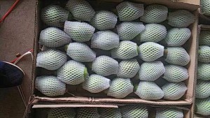 Зеленая груша, урожай 2017 года от "ЦинВэй"