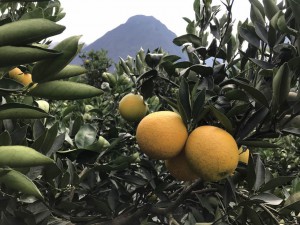 Апельсины от "ЦинВэй" - урожай 2016 года!