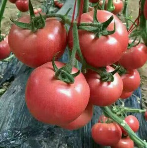 Компания "ЦинВэй" начала поставки томатов!