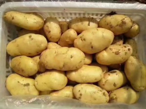 Картофель от "ЦинВэй"